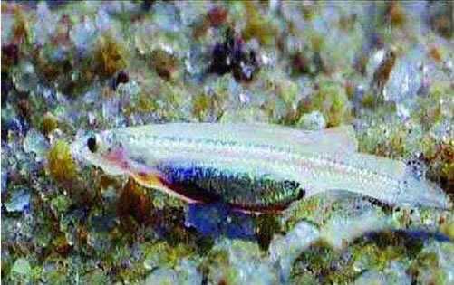 吸血鱼寄生型鱼类:能钻进人的尿道阴囊吸血(恐怖吸血鱼) 吸血鱼寄生型鱼类:能钻进人的尿道阴囊吸血(恐怖吸血鱼)