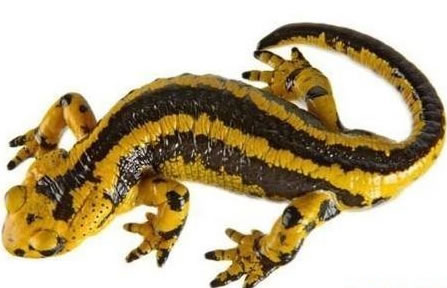 蝾螈有毒吗:揭东方蝾螈咬人么有毒没毒(客观分析) 蝾螈有毒吗:揭东方蝾螈咬人么有毒没毒(客观分析)