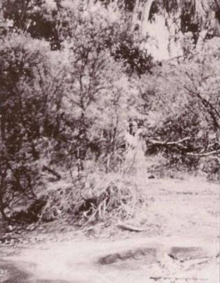 世界十大灵异照片:照片中存在着某种灵异事件(图) 世界十大灵异照片:照片中存在着某种灵异事件(图)