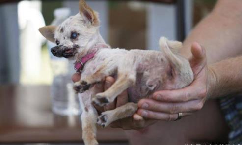 世界最丑狗狗大赛:9岁英国斗牛犬获冠军,最丑狗照片 世界最丑狗狗大赛:9岁英国斗牛犬获冠军,最丑狗照片