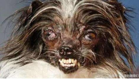 世界最丑狗狗大赛:9岁英国斗牛犬获冠军,最丑狗照片 世界最丑狗狗大赛:9岁英国斗牛犬获冠军,最丑狗照片