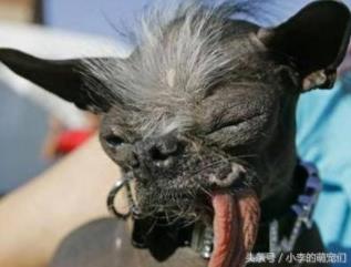 世界最丑狗狗大赛:9岁英国斗牛犬获冠军,最丑狗照片 世界最丑狗狗大赛:9岁英国斗牛犬获冠军,最丑狗照片