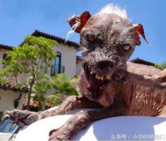 世界最丑狗狗大赛:9岁英国斗牛犬获冠军,最丑狗照片 世界最丑狗狗大赛:9岁英国斗牛犬获冠军,最丑狗照片