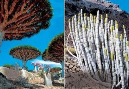 索科特拉岛:像外星的小岛(图) 索科特拉岛:像外星的小岛(图)