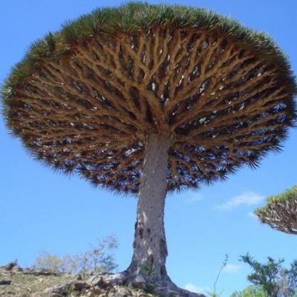 索科特拉岛:像外星的小岛(图) 索科特拉岛:像外星的小岛(图)