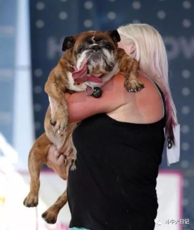 世界最丑狗狗大赛:近几年最丑狗狗冠军的对比照片 世界最丑狗狗大赛:近几年最丑狗狗冠军的对比照片