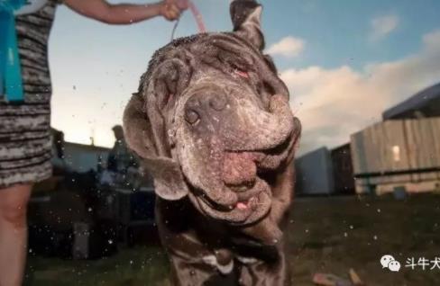 世界最丑狗狗大赛:近几年最丑狗狗冠军的对比照片 世界最丑狗狗大赛:近几年最丑狗狗冠军的对比照片