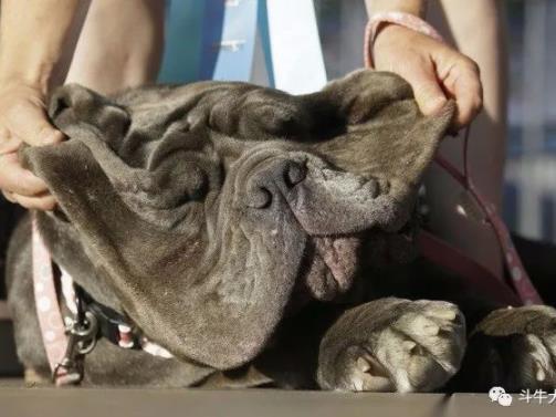 世界最丑狗狗大赛:近几年最丑狗狗冠军的对比照片 世界最丑狗狗大赛:近几年最丑狗狗冠军的对比照片