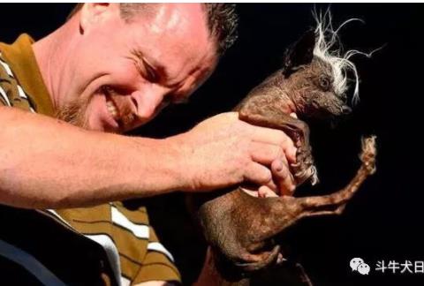 世界最丑狗狗大赛:近几年最丑狗狗冠军的对比照片 世界最丑狗狗大赛:近几年最丑狗狗冠军的对比照片