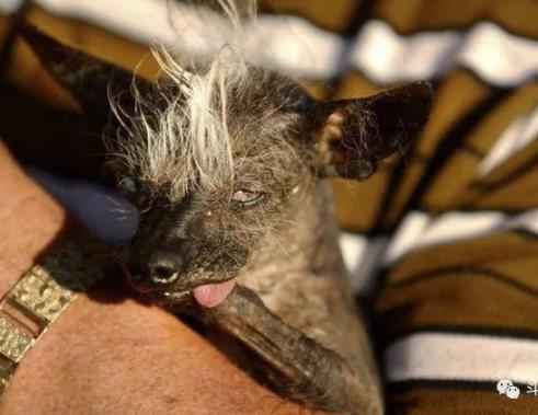 世界最丑狗狗大赛:近几年最丑狗狗冠军的对比照片 世界最丑狗狗大赛:近几年最丑狗狗冠军的对比照片