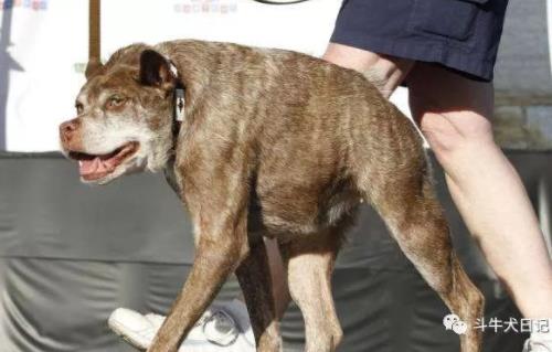 世界最丑狗狗大赛：近几年最丑狗狗冠军的对比照片