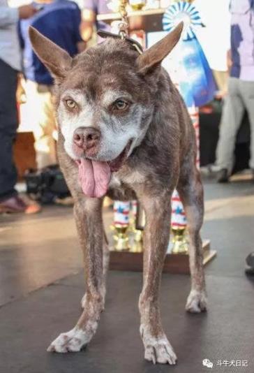 世界最丑狗狗大赛：近几年最丑狗狗冠军的对比照片