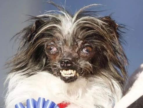 世界最丑狗狗大赛：近几年最丑狗狗冠军的对比照片