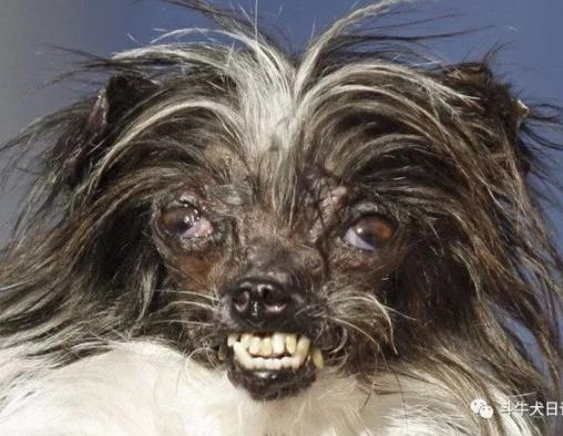 世界最丑狗狗大赛：近几年最丑狗狗冠军的对比照片