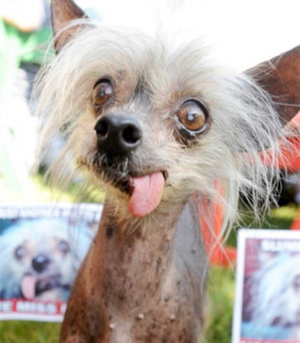 世界十大丑狗排行榜（图）