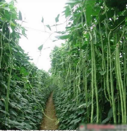 豇豆怎么读：豇豆营养价值,豇豆的功效与作用