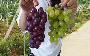 夏天请多吃这16种食物,它们是血液垃圾的天敌!(图) 夏天请多吃这16种食物,它们是血液垃圾的天敌!(图)