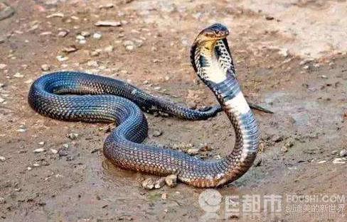 直播手抓眼镜蛇:一边抓着蛇讲解,突被袭击眼睛 直播手抓眼镜蛇:一边抓着蛇讲解,突被袭击眼睛