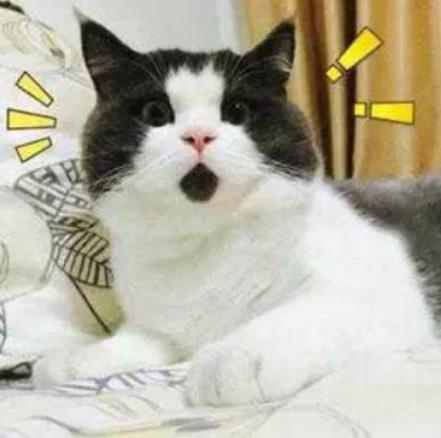 猫咪起名字方法:好听的猫咪名字推荐 猫咪起名字方法:好听的猫咪名字推荐