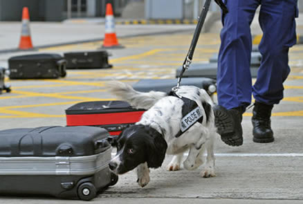 最聪明的狗：世界十大工作犬排名介绍（图）