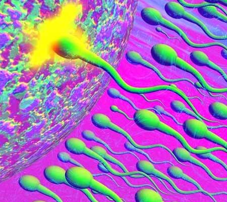 揭晓男人一生有多少精子:男人的精子会用完吗(图) 揭晓男人一生有多少精子:男人的精子会用完吗(图)