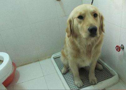 去厕所,有个东西千万不能带!让便便教会你这9件事（图）