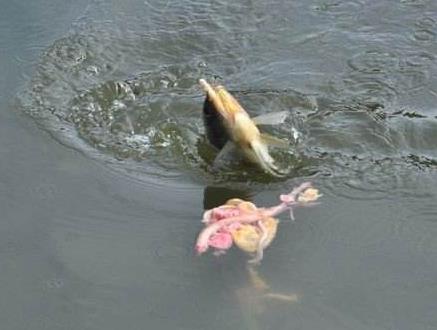 梦见水：梦见掉进水里,解梦梦见水