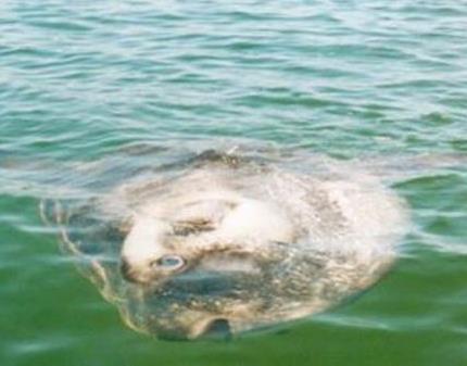 翻车鱼的死法太残忍了：萌系鱼类翻车鱼（图）