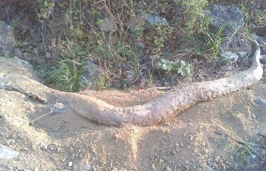 安徽巨蟒渡劫事件真假揭秘(图) 安徽巨蟒渡劫事件真假揭秘(图)