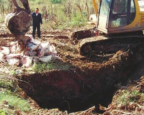 传说中养猪场的病死猪都去了哪里?为您揭开真相(图) 传说中养猪场的病死猪都去了哪里?为您揭开真相(图)