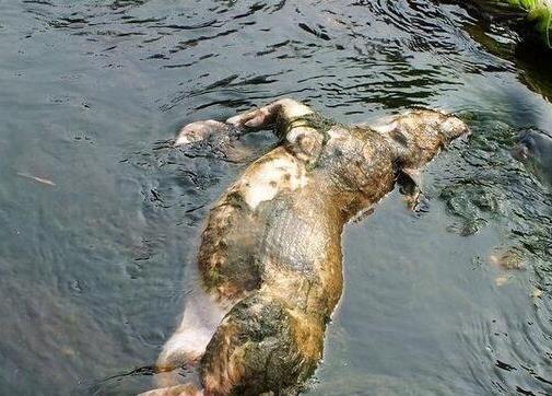 传说中养猪场的病死猪都去了哪里?为您揭开真相(图) 传说中养猪场的病死猪都去了哪里?为您揭开真相(图)