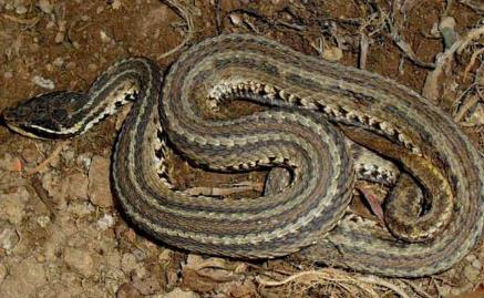 蝮蛇图片:蝮蛇种类及图片 蝮蛇图片:蝮蛇种类及图片