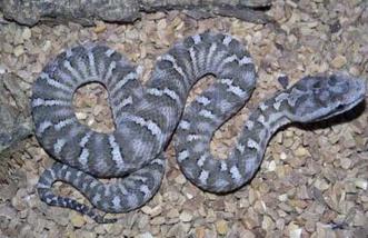 蝮蛇图片:蝮蛇种类及图片 蝮蛇图片:蝮蛇种类及图片