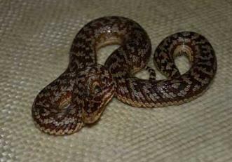 蝮蛇图片：蝮蛇种类及图片