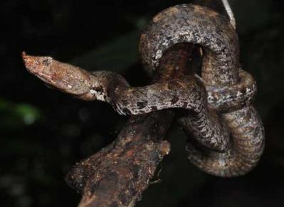 蝮蛇图片：蝮蛇种类及图片