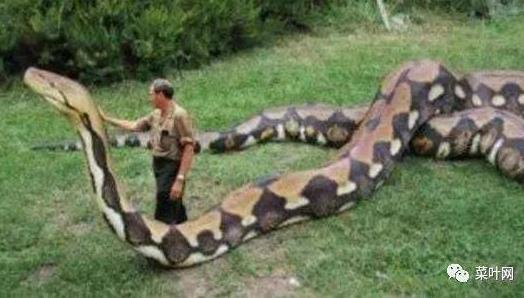 世界上最长的蛇：泰坦巨蟒超乎你想象