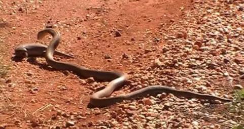 这应该才是最大的蛇Top10：世界十大最大蛇简介