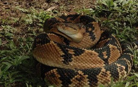 这应该才是最大的蛇Top10：世界十大最大蛇简介