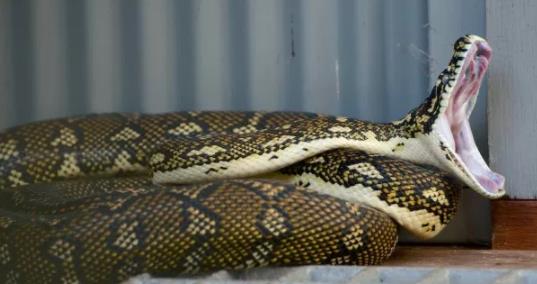 这应该才是最大的蛇Top10：世界十大最大蛇简介