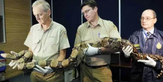 这应该才是最大的蛇Top10：世界十大最大蛇简介