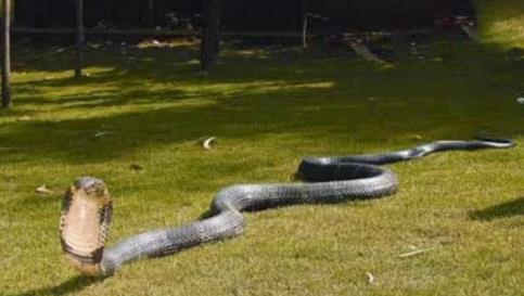 这应该才是最大的蛇Top10：世界十大最大蛇简介