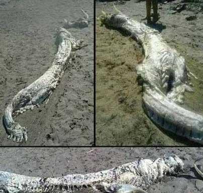 真龙现身事件大盘点:修路挖出千年真龙(图) 真龙现身事件大盘点:修路挖出千年真龙(图)