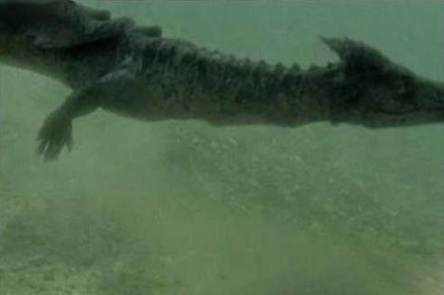 真龙现身事件大盘点:修路挖出千年真龙(图) 真龙现身事件大盘点:修路挖出千年真龙(图)