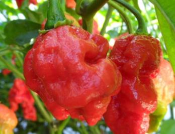 世界上最辣的辣椒:十种最辣辣椒你吃过几种(图) 世界上最辣的辣椒:十种最辣辣椒你吃过几种(图)