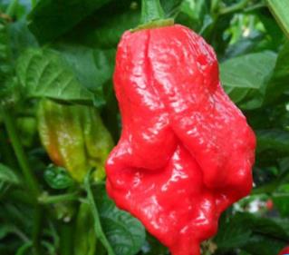 世界上最辣的辣椒：十种最辣辣椒你吃过几种（图）