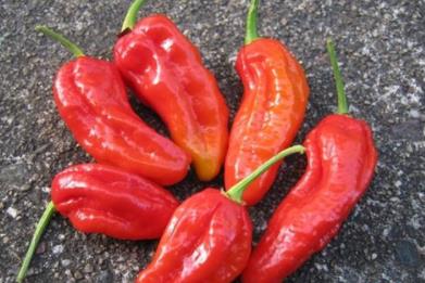 世界上最辣的辣椒：十种最辣辣椒你吃过几种（图）