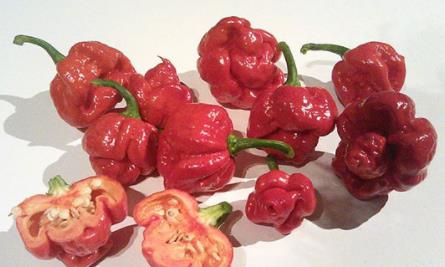 世界上最辣的辣椒：十种最辣辣椒你吃过几种（图）