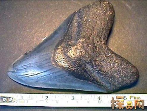 巨齿鲨简介：巨齿鲨地球史上最强悍的生物（图）