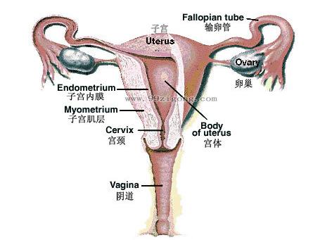 子宫图片结构:子宫什么样子介绍