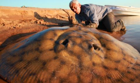 最大的淡水鱼:淡水鱼排名(图) 最大的淡水鱼:淡水鱼排名(图)